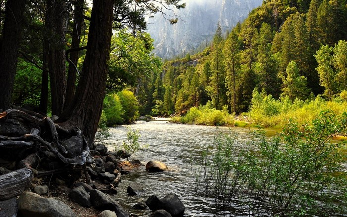 River flowing through a forest with mountains in the background