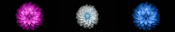 Three flowers on a black background