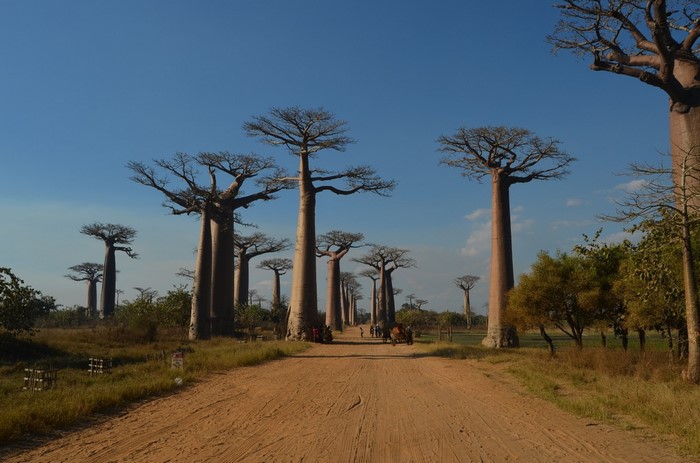 Avenue of Baobab trees in Madagascar