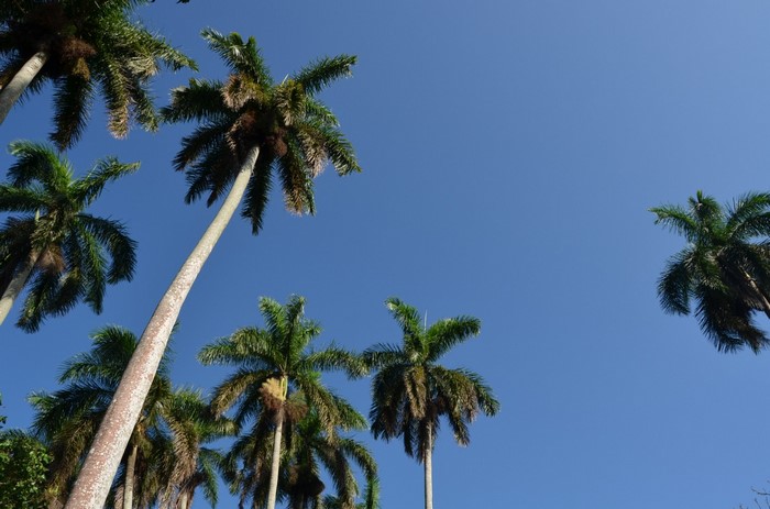 Palm trees against a clear blue sky