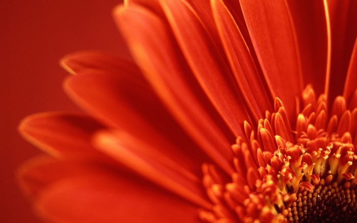Close-up of a vibrant red Gerbera flower