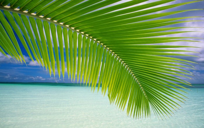 Close up of a green palm frond over a tropical beach