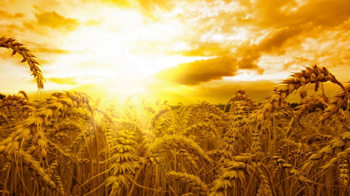 Golden wheat field at sunset