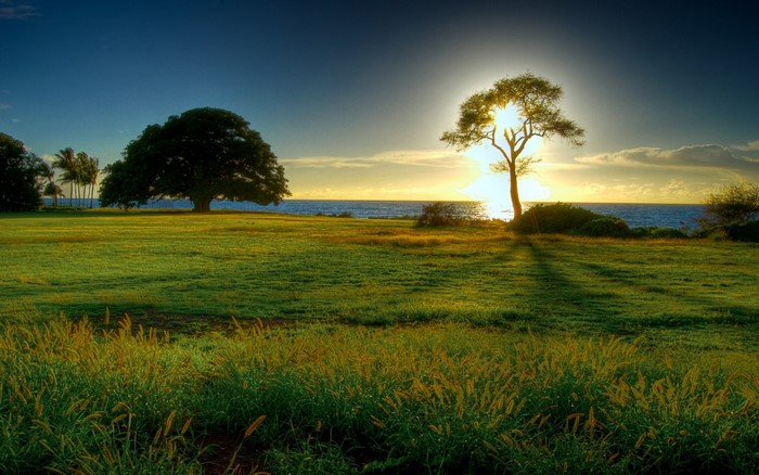 Sunset Over Peaceful Grassland with Silhouetted Trees