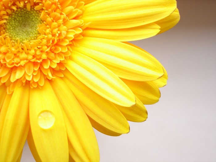 Close-up of a yellow Gerbera daisy with a water droplet