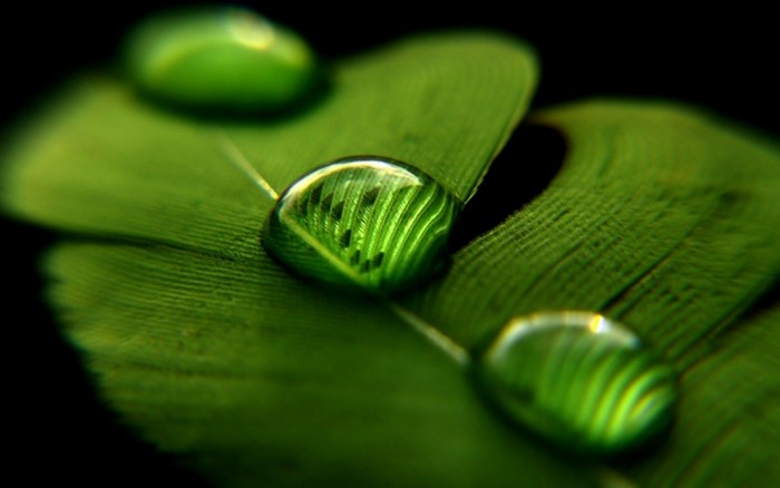 Water drops on a green leaf with reflections