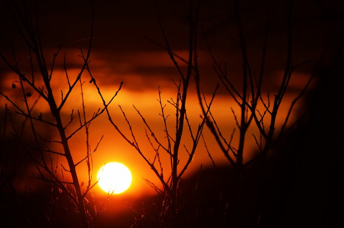 Silhouette of branches against a vibrant sunset