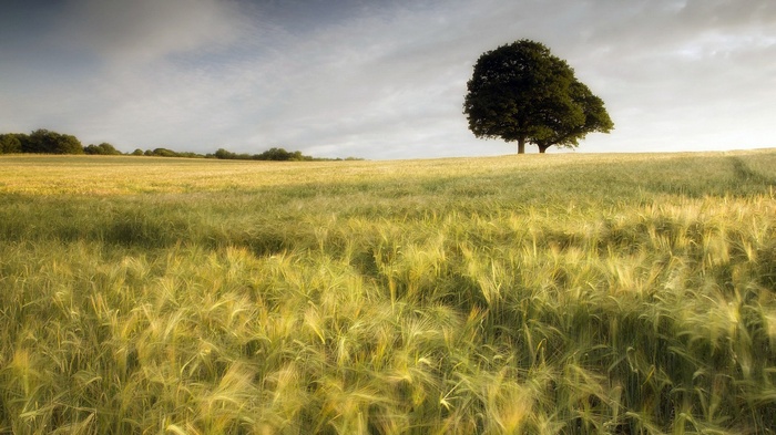 Lone tree in a golden field under a cloudy sky