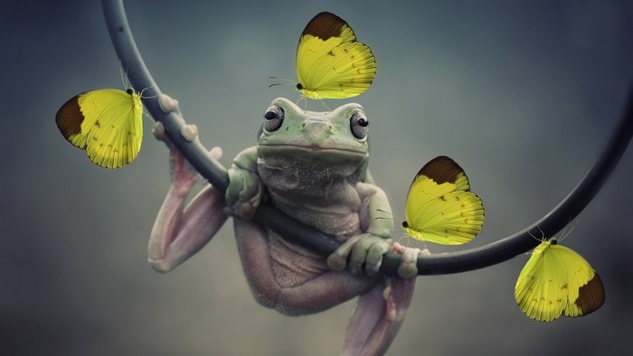 Frog with yellow butterflies on a branch