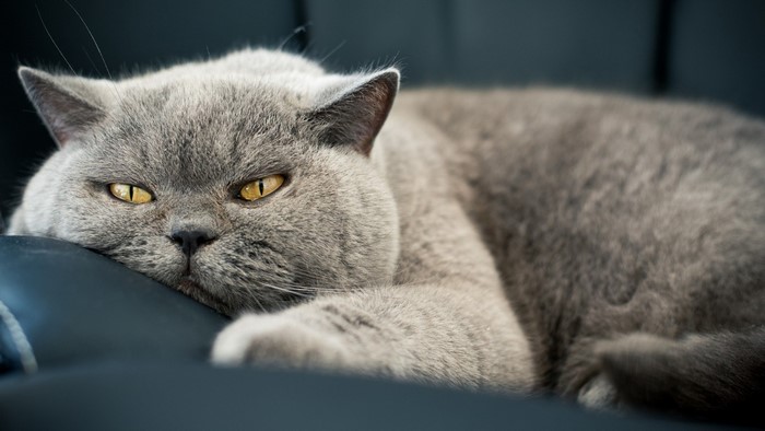 British Shorthair cat resting on a dark surface