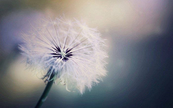 Close-up of a dandelion seed head