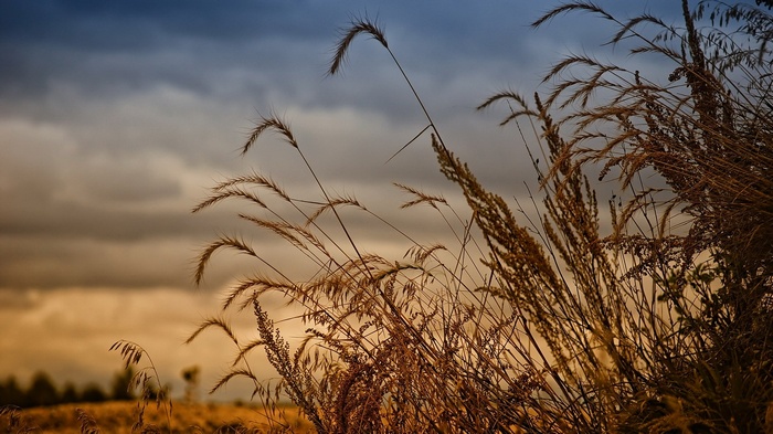 Dry grass stalks against a stormy sky