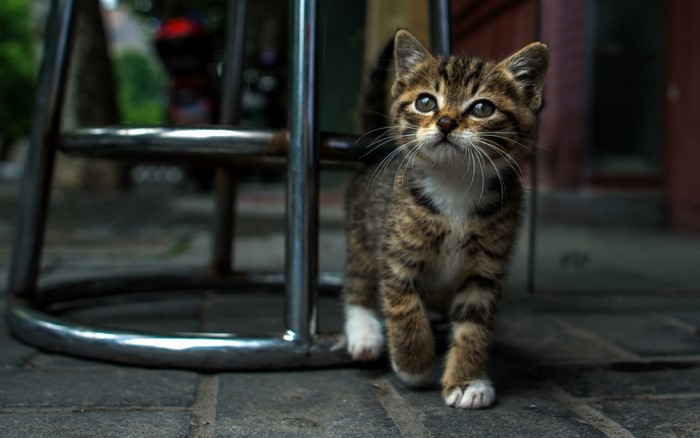A tabby kitten walks near a metal chair