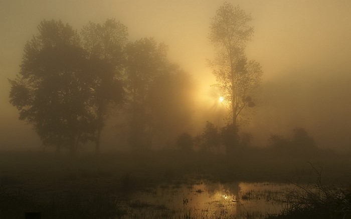 Misty sunrise over a wetland with trees