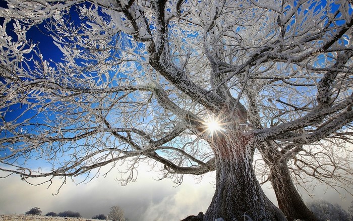 Sunlight shining through frosted tree branches in winter