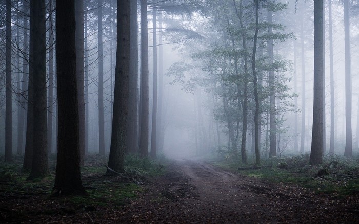 Misty forest path with tall trees