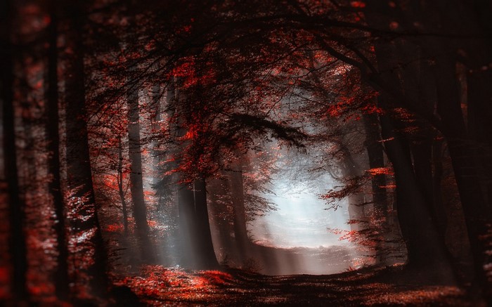 Sunlight filtering through a dark forest with red leaves