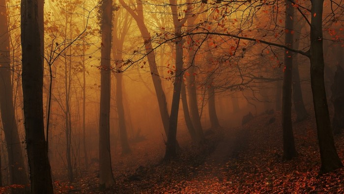 Autumn forest with mist and sunlight
