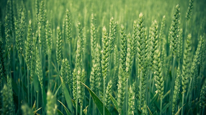 Green wheat field in soft focus