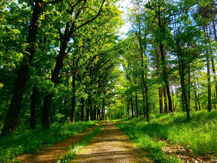 A dirt path winds through a sun-dappled forest with green trees.