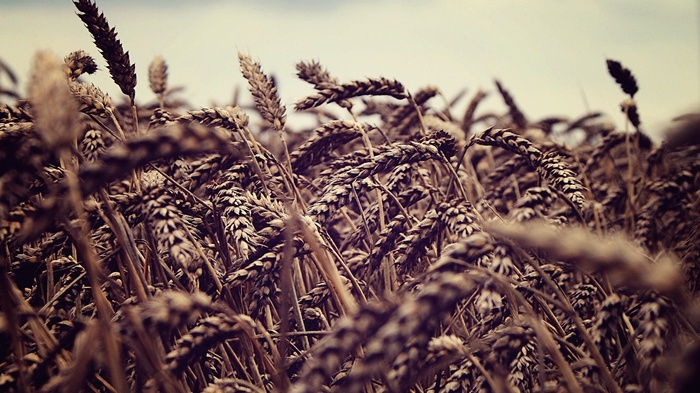 Close-up of a wheat field under a cloudy sky