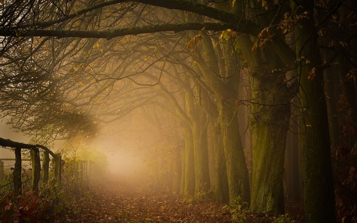 Misty forest path with mossy trees and fallen leaves