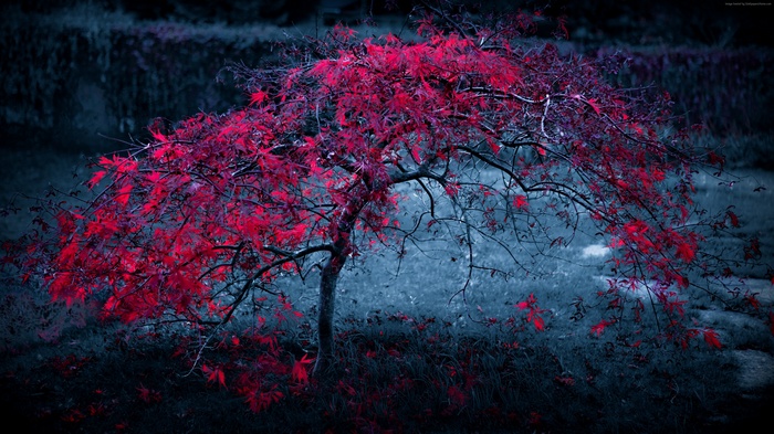 violet, 5k wallpaper, three, leaves, 4k
