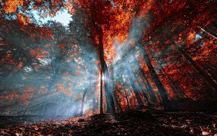 Sun rays filtering through autumn trees in a forest