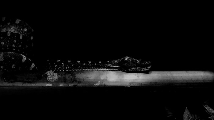 Snake coiled on a wooden surface in monochrome