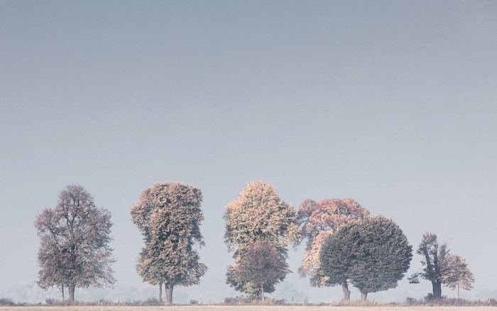 Line of trees on a hazy horizon