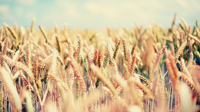 Field of wheat under a bright sky