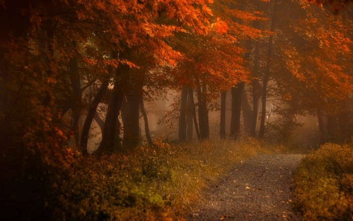 Autumn forest path with orange leaves and mist