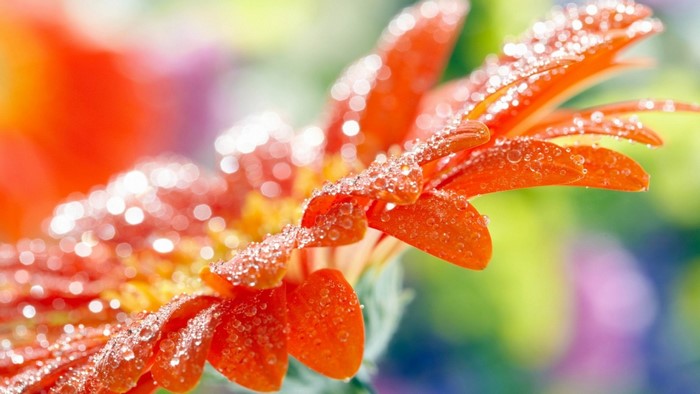 Close-Up of Red Flower Petals with Dew Drops