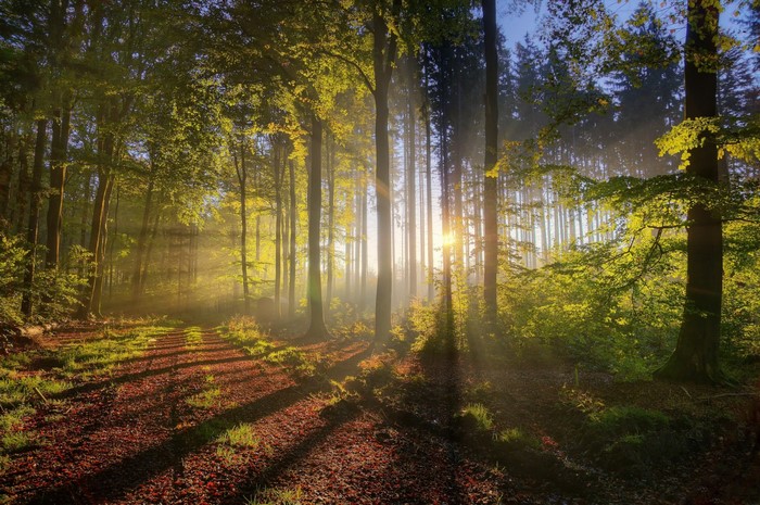 Sunlight filtering through a misty forest in the morning