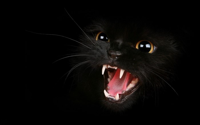 Close-up of a black cat with mouth open