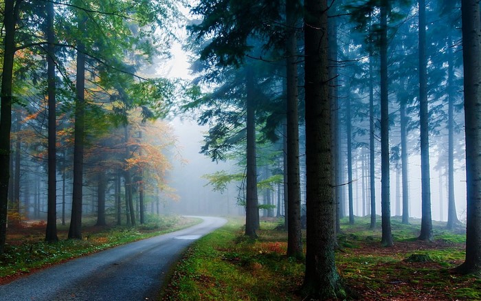 Misty Forest Path in Autumn Morning