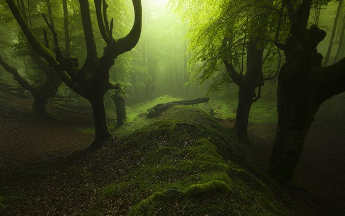 Misty forest with moss-covered trees and sunlight