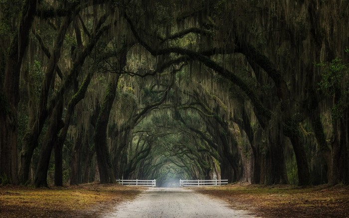 Tunnel of oak trees draped with Spanish moss