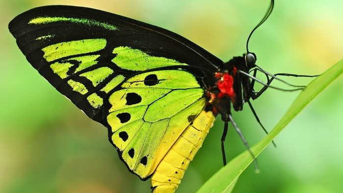 Close-up of a colorful butterfly on a green leaf
