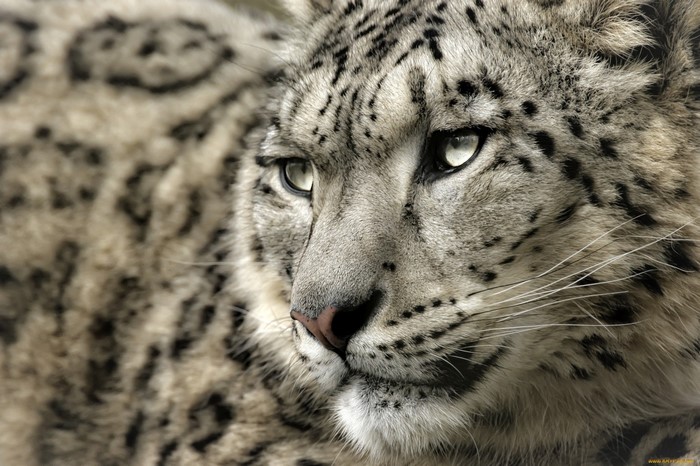 wildlife, big cats, Zoo, whiskers, leopard, snow leopards, snow leopard ...