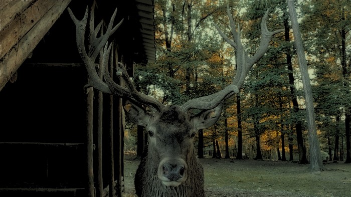 Deer with large antlers near a wooden structure in a forest