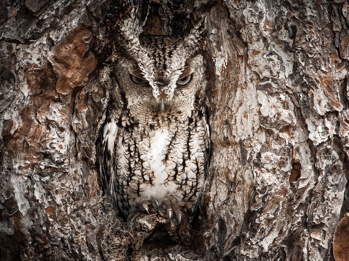 Owl camouflaged in a tree trunk