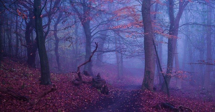 Misty forest path with autumn leaves and bare trees