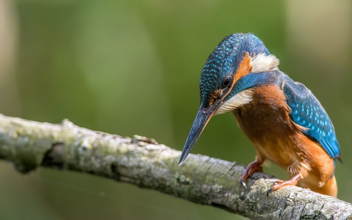 Close-up of a colorful kingfisher perched on a branch