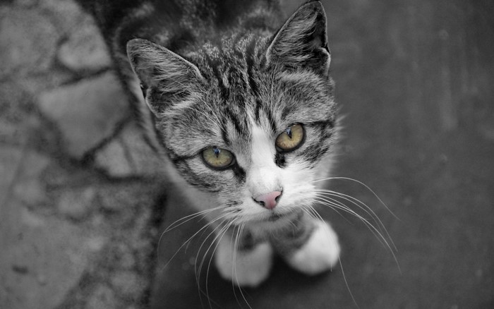 Close up of a tabby cat with yellow eyes