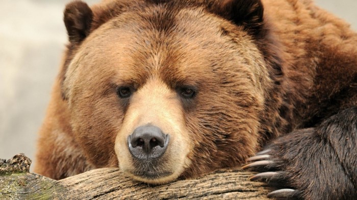 Close-up of a Grizzly Bear's Face