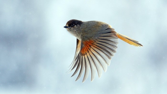 Flying Bird in Soft Winter Light
