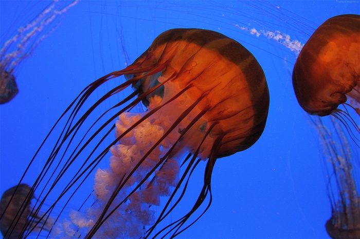 Pacific sea nettle jellyfish in blue water