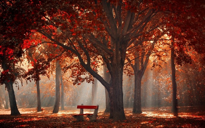 Autumn park with red leaves and sun rays