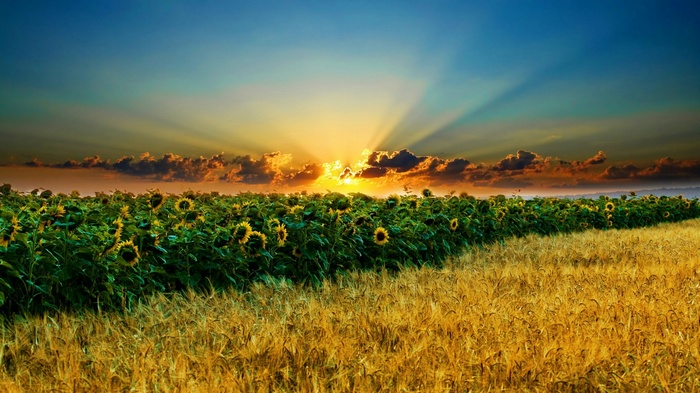 Sunrise over a field of sunflowers and wheat